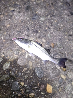 ハネ（ヒラスズキ）の釣果