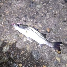 ハネ（ヒラスズキ）