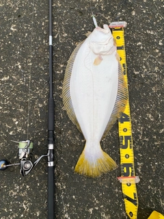 ヒラメの釣果