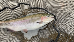 ニジマスの釣果