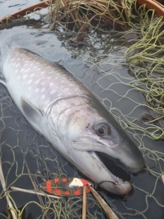 アメマスの釣果