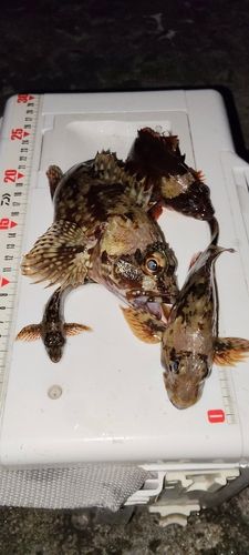 東京湾（富津〜金谷）