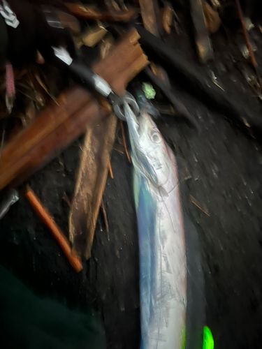 タチウオの釣果