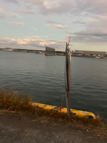 タチウオの釣果