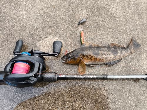 アイナメの釣果