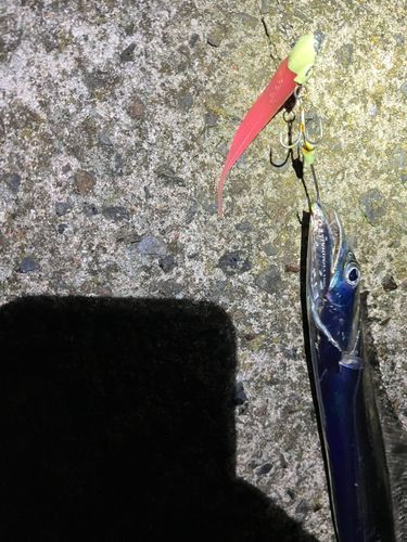 タチウオの釣果