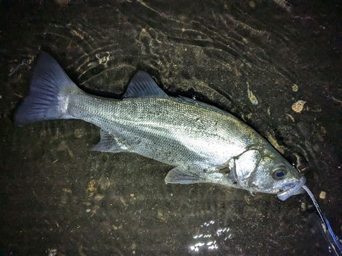 フッコ（ヒラスズキ）の釣果