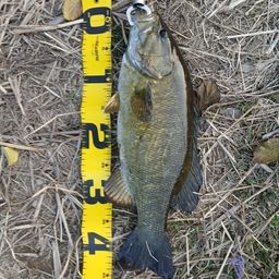 スモールマウスバス