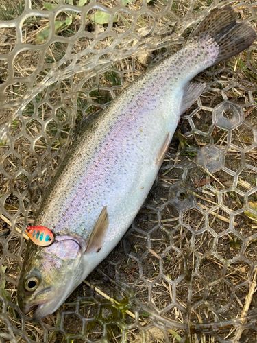 ニジマスの釣果