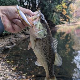 ラージマウスバス