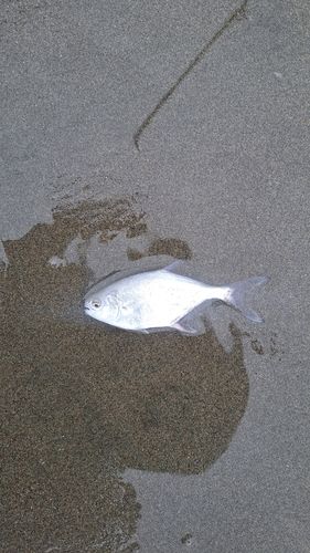 滝浜エメラルドビーチ