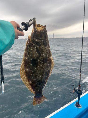 ヒラメの釣果