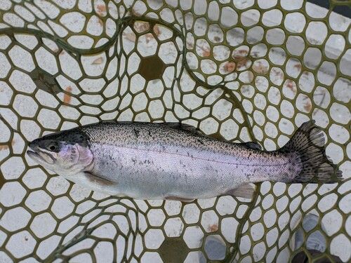 ニジマスの釣果