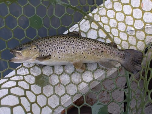 ブラウントラウトの釣果