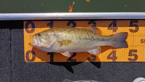 ブラックバスの釣果