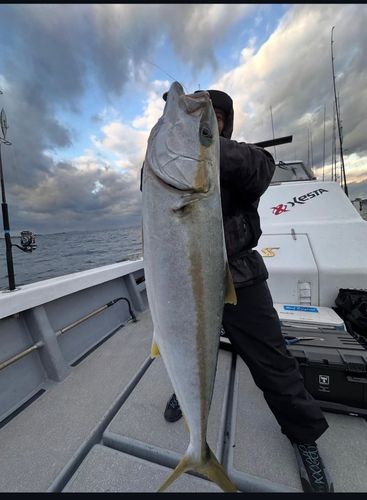 ヒラマサの釣果