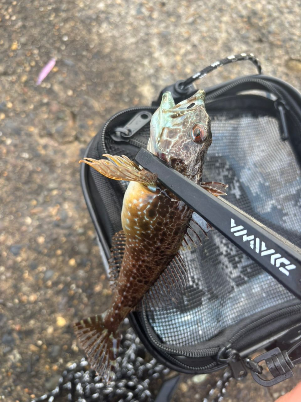 MajorCraft 鯵道 5G AD5-S622L/AJIの最安値・インプレ・釣果 | 本音の