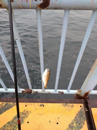 大黒海づり施設