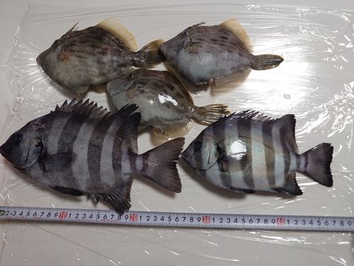 カワハギの釣果