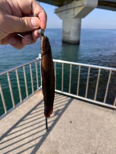 常滑りんくう釣り護岸