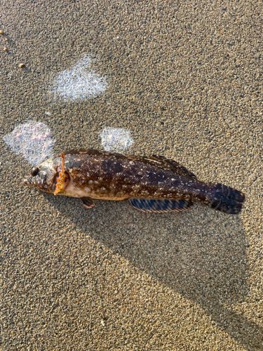 アイナメの釣果