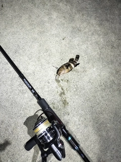 アオハタの釣果