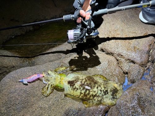 アオリイカの釣果
