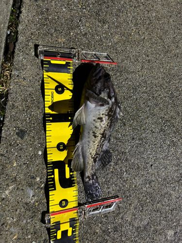 クロソイの釣果