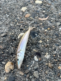 シロギスの釣果