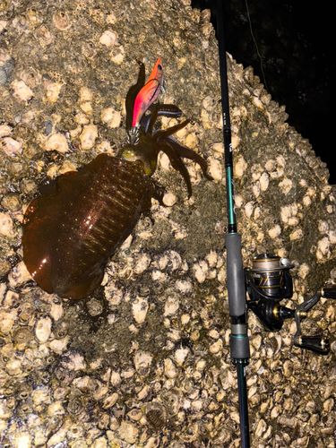 アオリイカの釣果