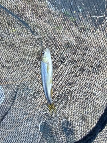 カワムツの釣果