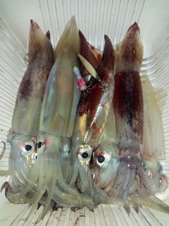 スルメイカの釣果