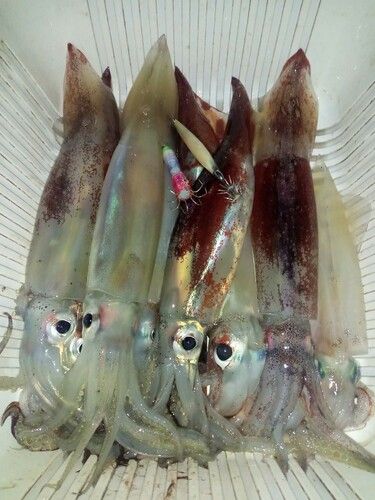 スルメイカの釣果