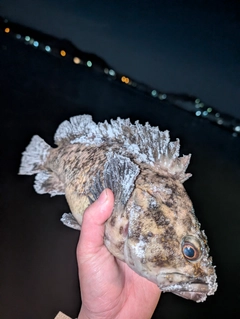 オウゴンムラソイの釣果
