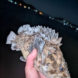 オウゴンムラソイ