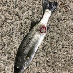 セイゴ（マルスズキ）