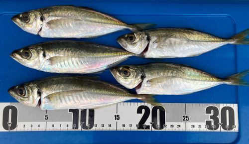 アジの釣果