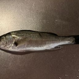 セイゴ（タイリクスズキ）