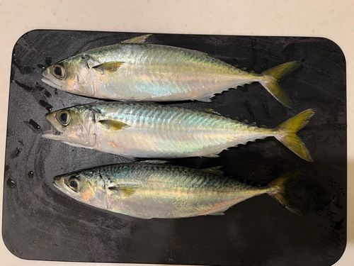 サバの釣果
