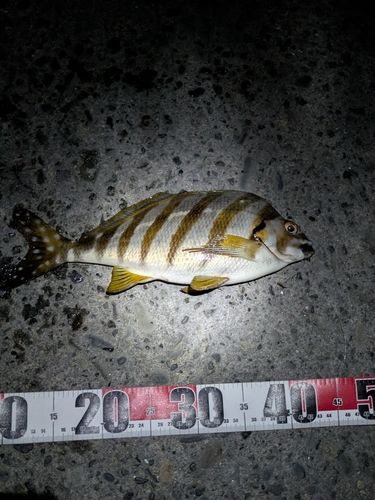 タカノハダイの釣果