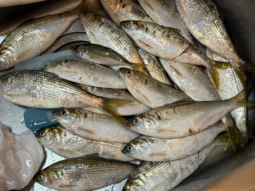 コノシロの釣果