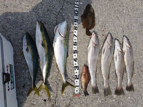 ブリの釣果