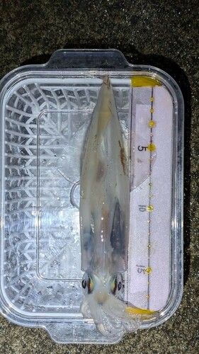 ヤリイカの釣果