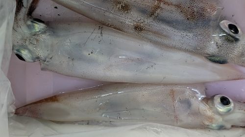 ヤリイカの釣果