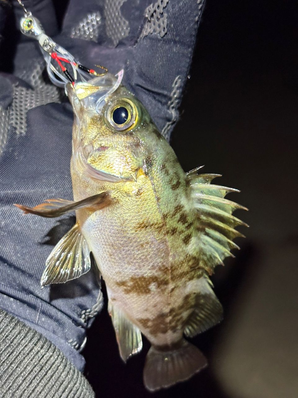 玄界島の釣行 - アングラーズ | 釣果600万件の魚釣り情報サイト