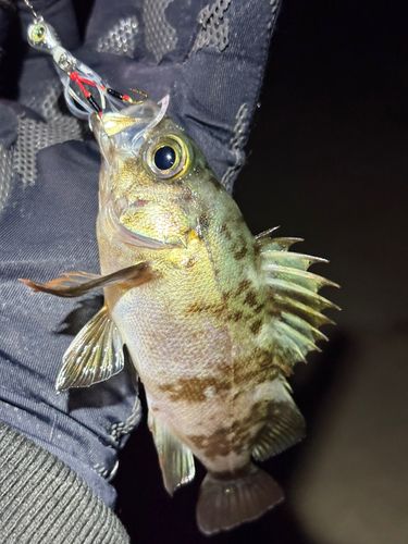 メバルの釣果