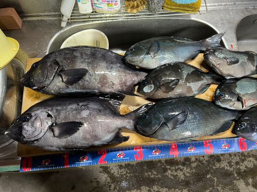 イシダイの釣果