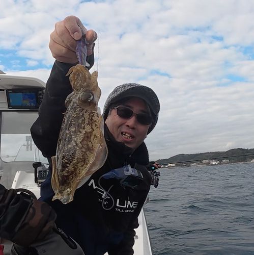 コウイカの釣果