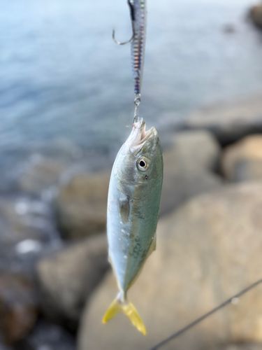 福岡県の釣果 - アングラーズ | 釣果600万件の魚釣り情報サイト