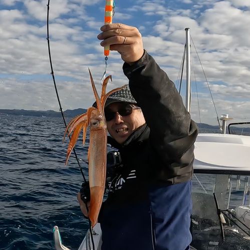 スルメイカの釣果